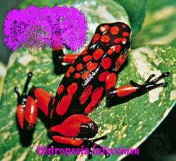 Larva (ARG) : Hidropesía Infecciosa